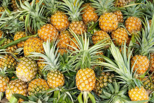 pineapple tropical fruit