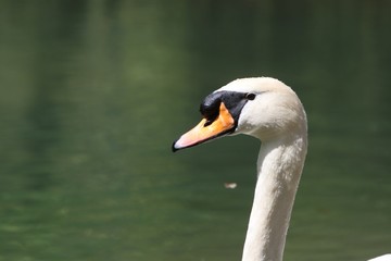Obraz premium Swan