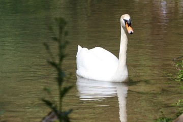 Fototapeta premium Swan