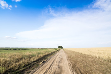 Fototapeta na wymiar Country road among fields of wheat.