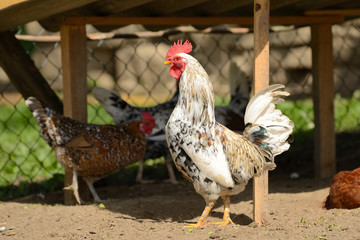 rooster or chickens on traditional free range poultry farm