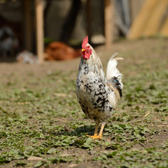 rooster or chickens on traditional free range poultry farm