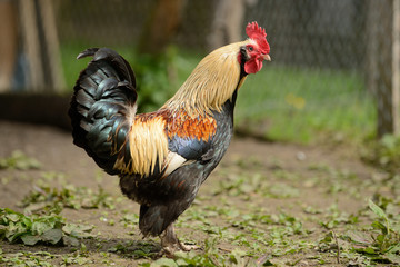 rooster or chickens on traditional free range poultry farm