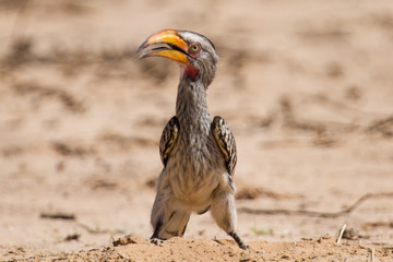 Yellow billed hornbill close digging for insects in dry Kalahari