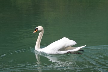 Swan
