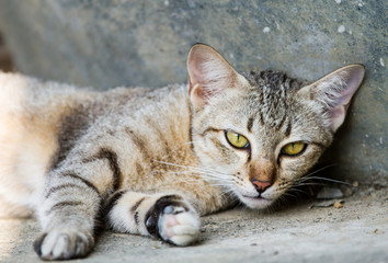 Thai cat relax on floor