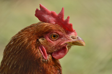 Chickens on traditional free range poultry farm