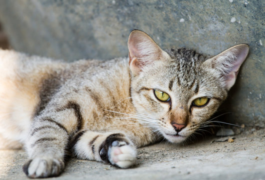 Thai cat relax on floor