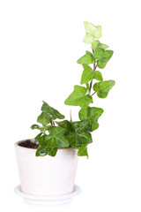 Ivy in a pink ceramic pot, it is isolated, a white background