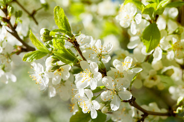 Branch of a blossoming apple-tree close up