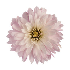 Chrysanthemum flower