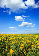 landscape of blue sky dandelion field