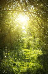 Obraz premium A narrow path in the fairy forest