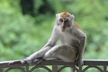 Starring Monkey