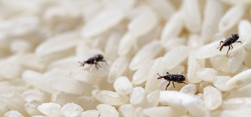 Rice weevil