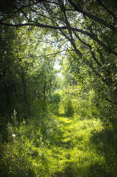 A narrow path in the fairy forest © Igor Chaikovskiy