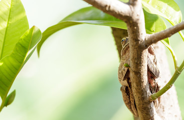 brown frog after hibernation
