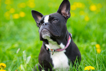 French bulldog in a spring meadow