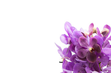 Border of orchid flower (vanda purple) isolated on white