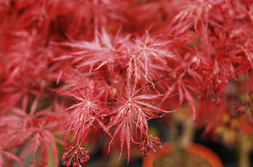 Red Acer Leaves