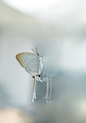 butterfly on window