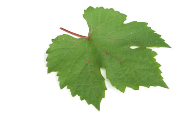 Grapes leaf. Isolated on white background