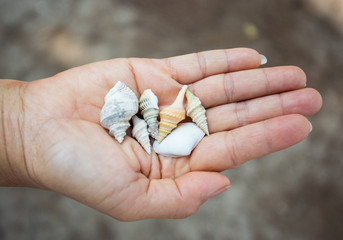 shell on hand