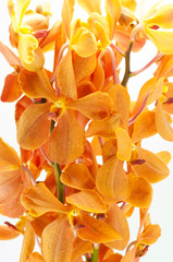 Fototapeta na wymiar orange orchid isolated on white background