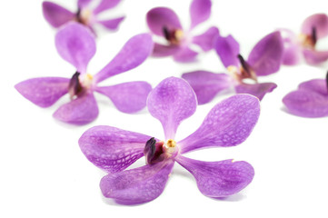 Obraz premium Purple orchid isolated on white