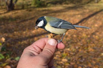 titmouse eats nut