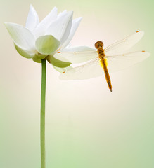 libellule sur fleur blanche de lotus