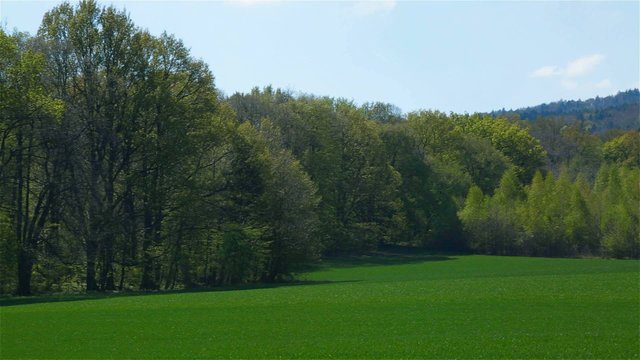 Spring landscape with green grass field and trees