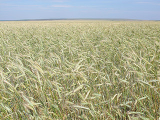 Wheat field against a blue sky