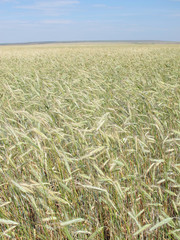 Wheat field against a blue sky