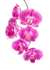 Acrylic prints Orchid Orchid flowers, isolated on white background
