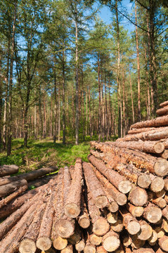 Kiefernholz, Forstwirtschaft, Holzindustrie, Baumfällung