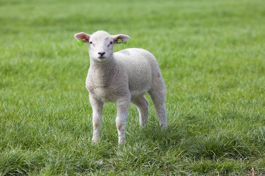 Lamb on the green field