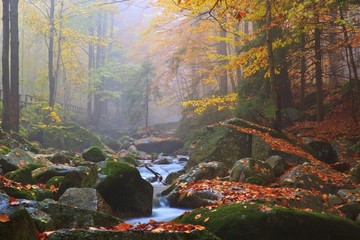 Autumn stream in the forest in misty day