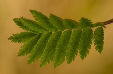 the leaf