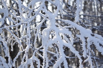 Close-up of frost on a tree in winter