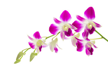 Naklejka na ściany i meble Fioletowy kwiat orchidei wyizolowanych białym tle