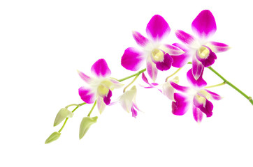 Obraz na płótnie Canvas Fioletowy kwiat orchidei wyizolowanych białym tle
