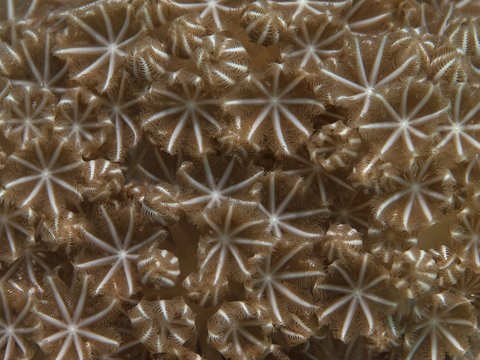 Coral Pulsating xenid