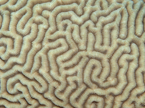 coral texture pattern