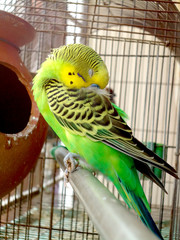 Obraz premium Sleeping budgie