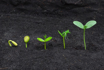 Sequence of seed germination on soil, evolution concept