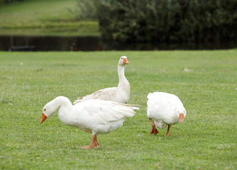 Beautiful White ducks on the green lawn