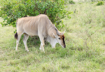 Naklejka na ściany i meble A beautiful Eland antelope grazing in the savannah