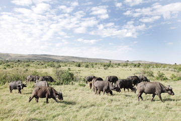 Obraz na płótnie Canvas Buffaloes in the Grassland