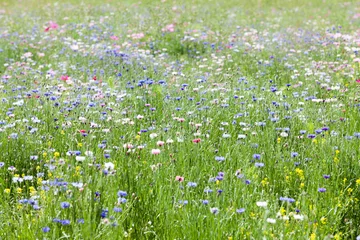 Foto op Plexiglas prairie fleurie © JPchret